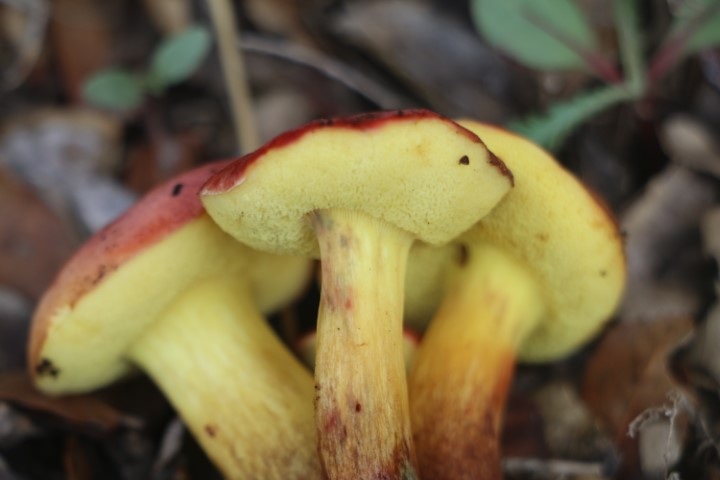 Xerocomellus redeuilhii image