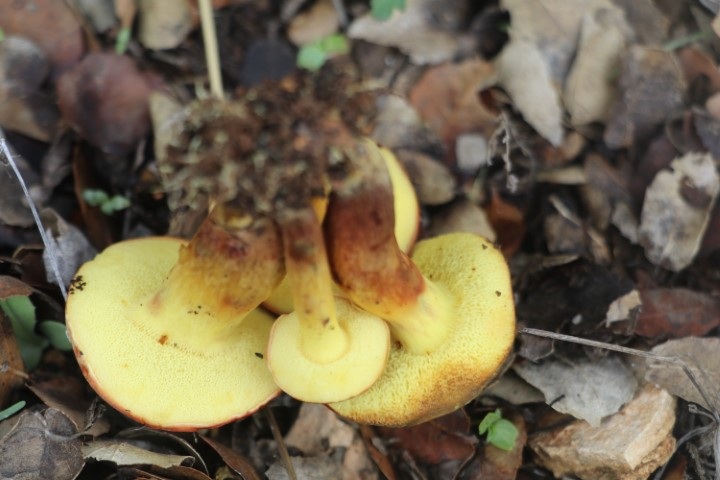 Xerocomellus redeuilhii image