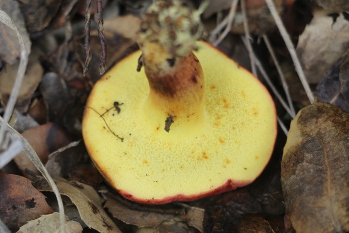 Xerocomellus redeuilhii image