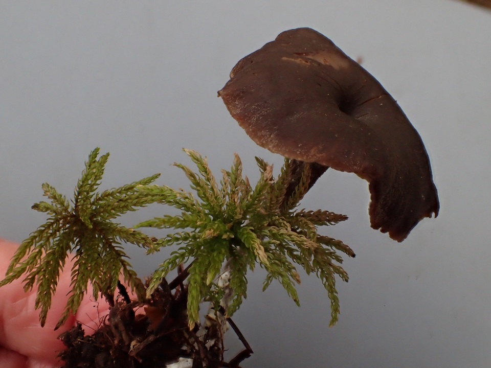 Rhodocybe aureicystidiata image