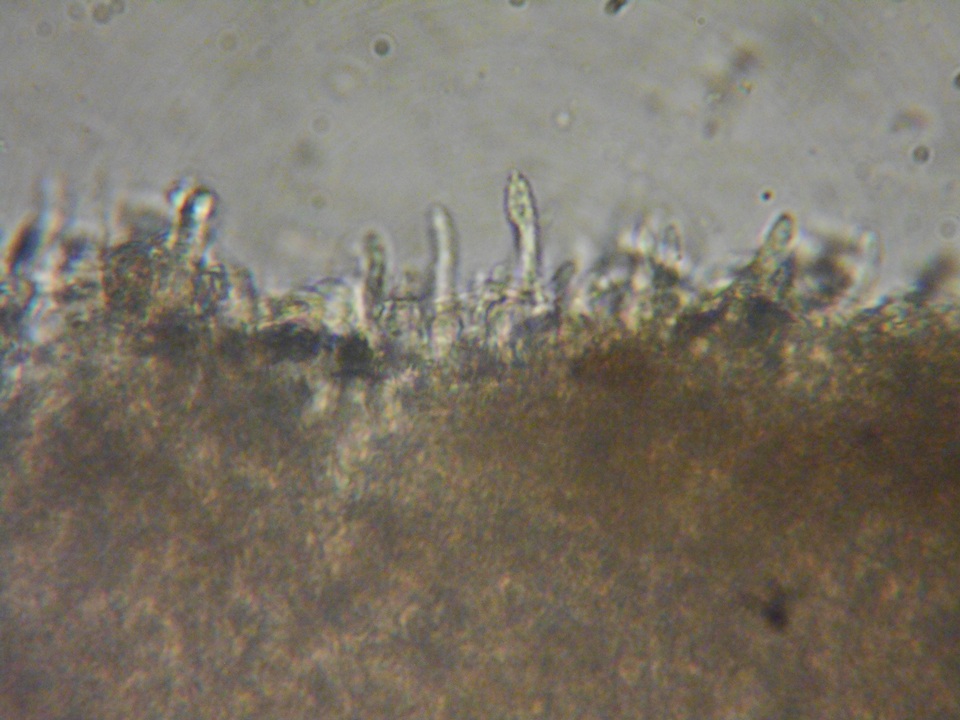 Rhodocybe aureicystidiata image