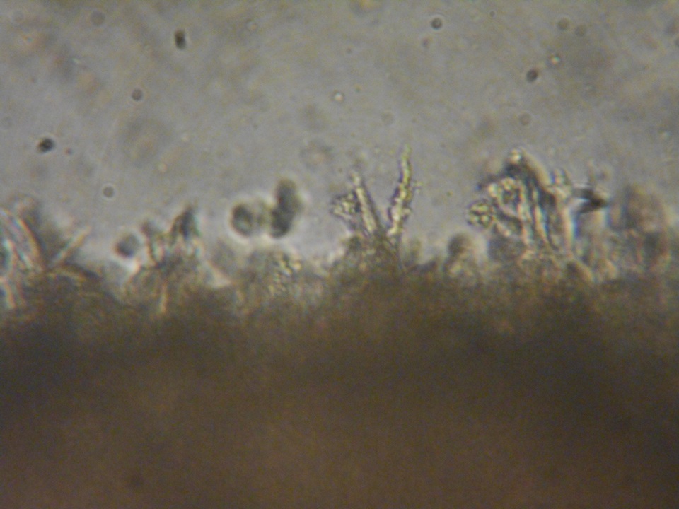 Rhodocybe aureicystidiata image