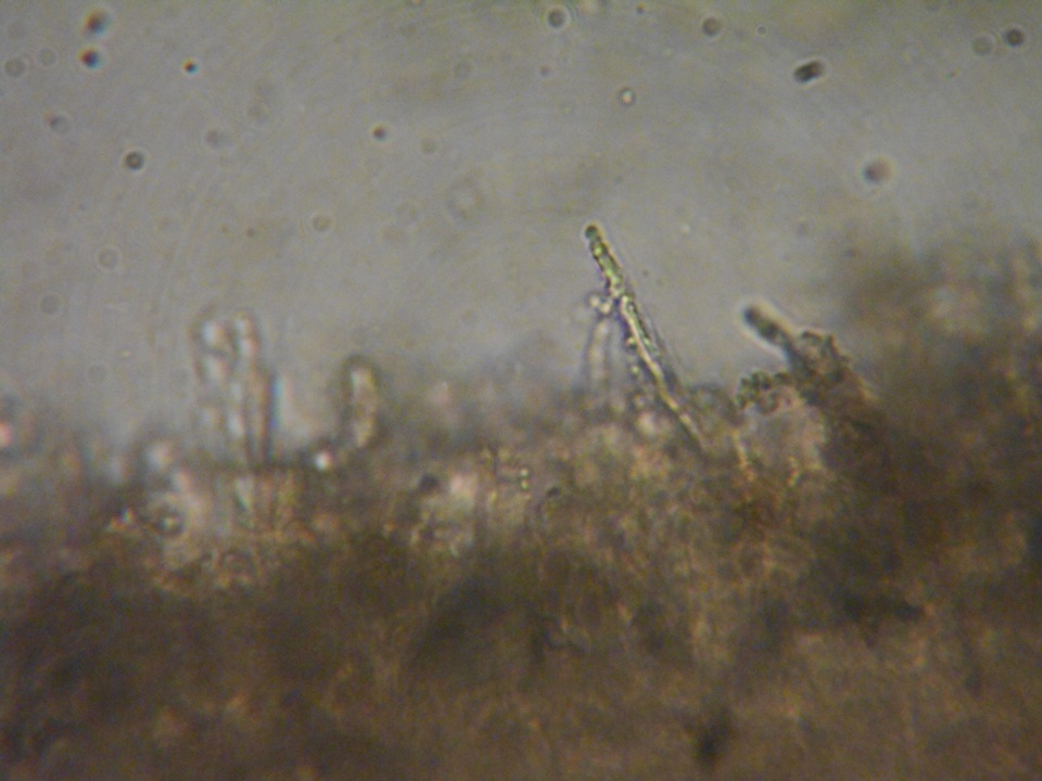 Rhodocybe aureicystidiata image