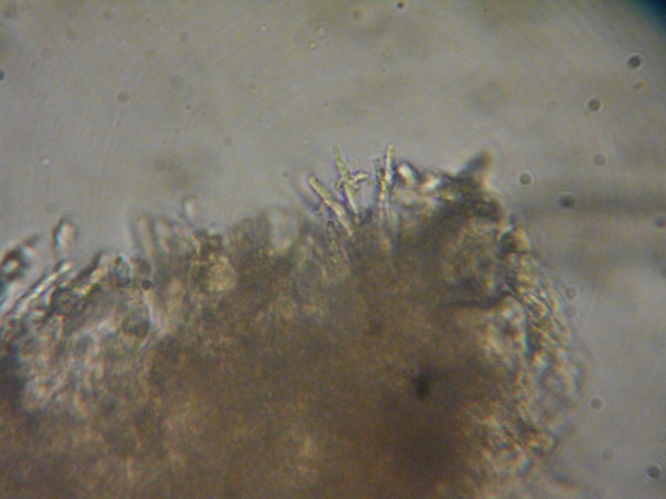Rhodocybe aureicystidiata image