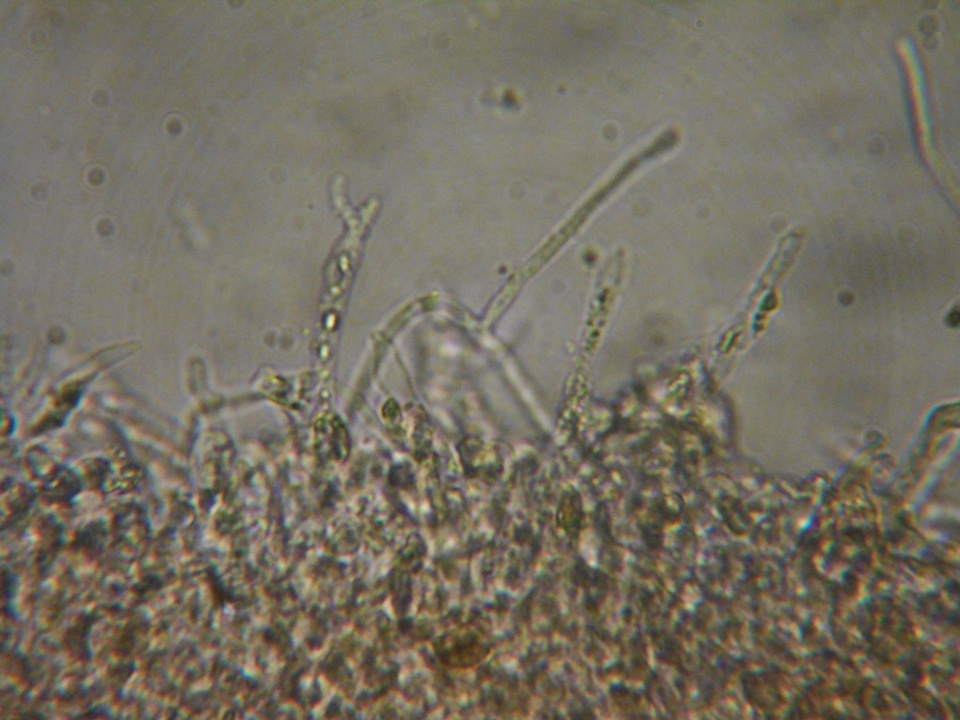 Rhodocybe aureicystidiata image