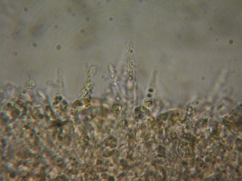 Rhodocybe aureicystidiata image