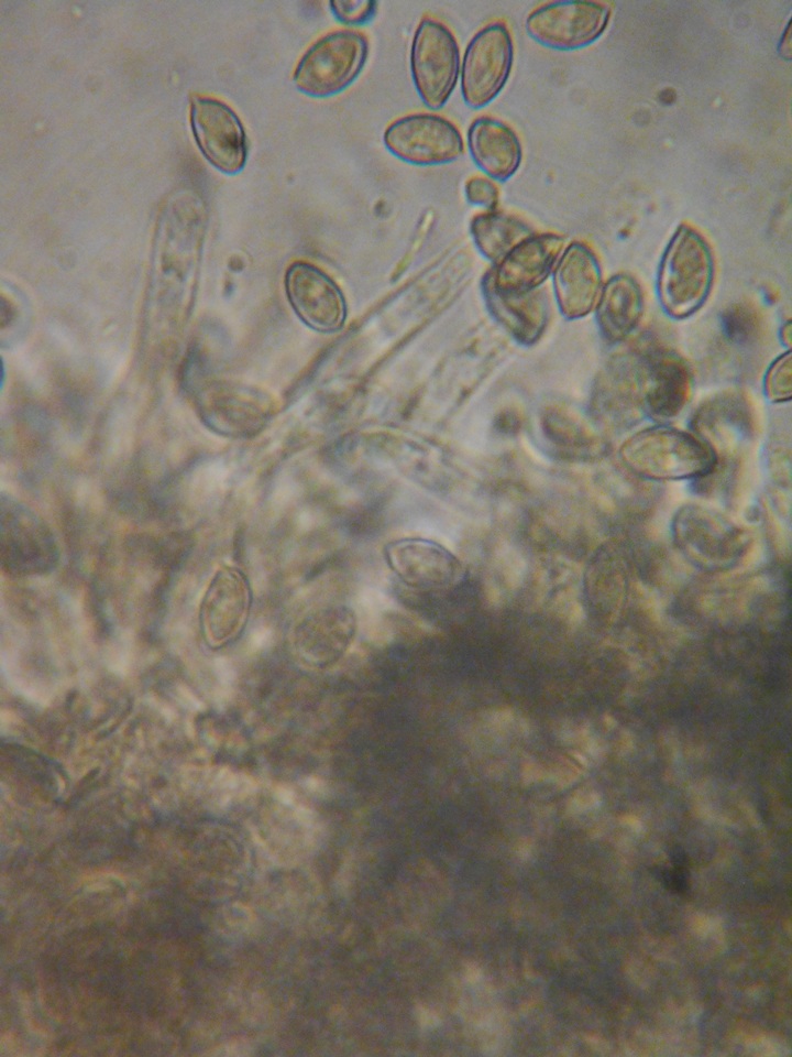 Hebeloma sordescens image