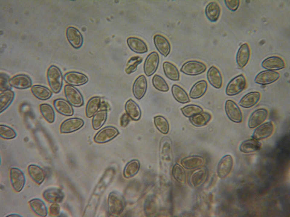 Hebeloma sordescens image