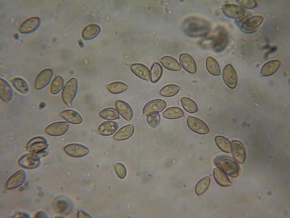 Hebeloma sordescens image