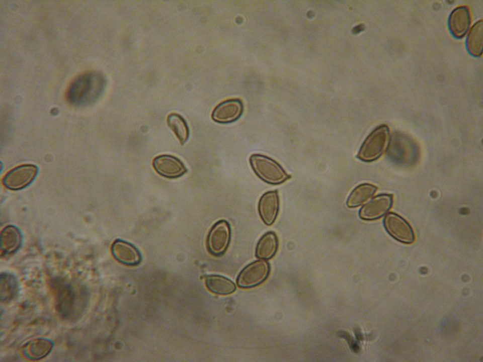 Hebeloma sordescens image