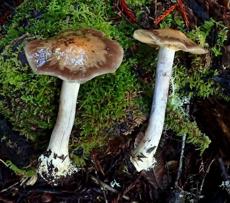 Cortinarius fuligineofolius image