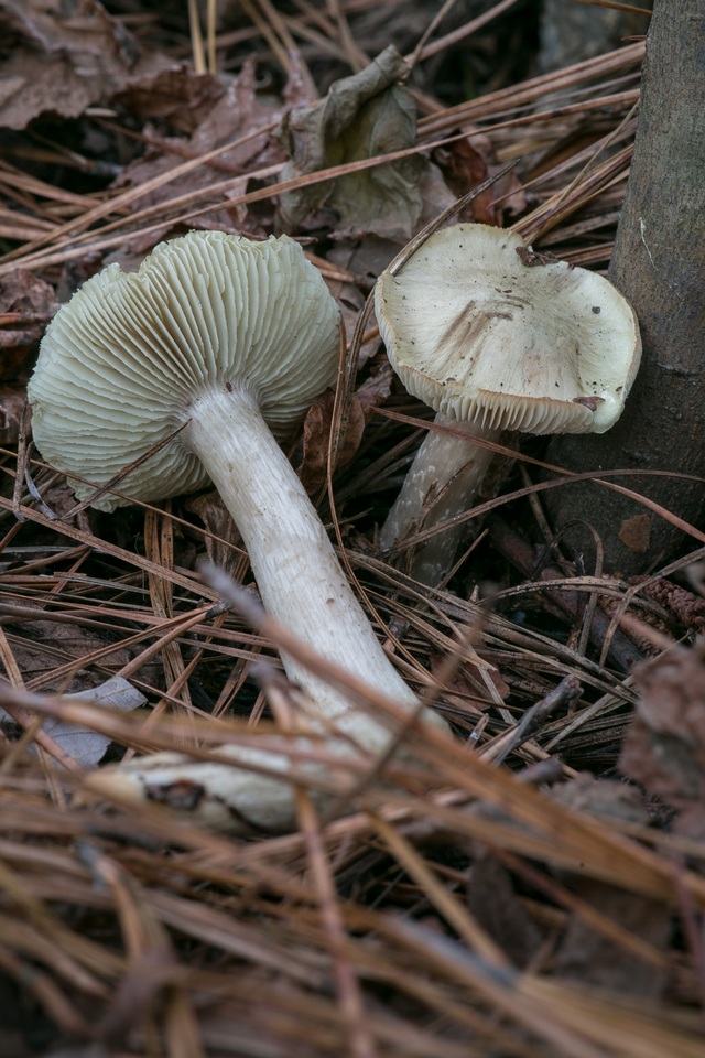 Tricholoma argenteum image
