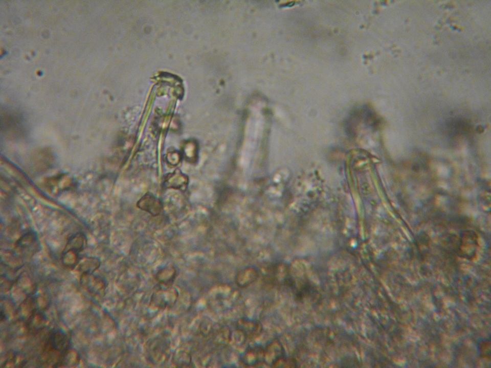 Inocybe ceskae image