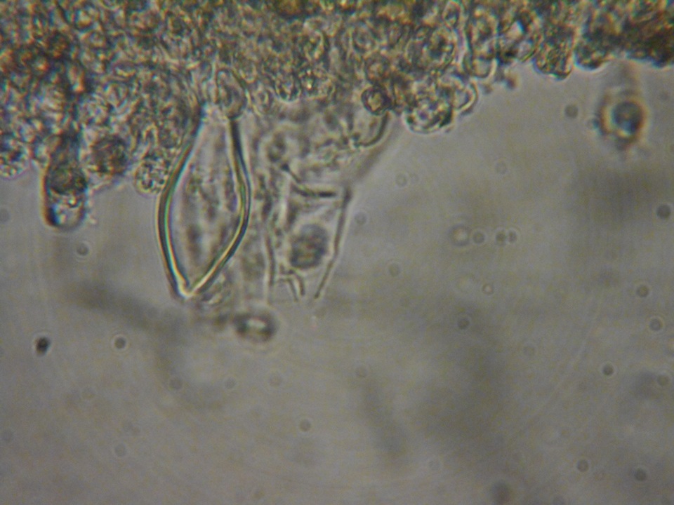 Inocybe ceskae image