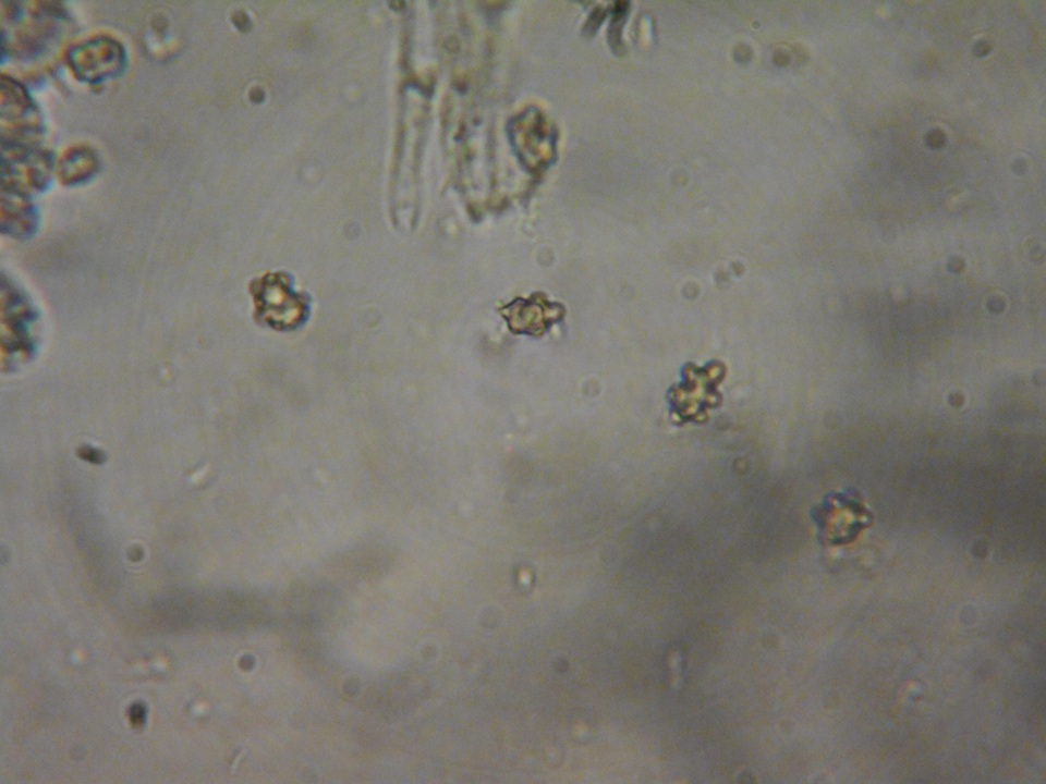 Inocybe ceskae image