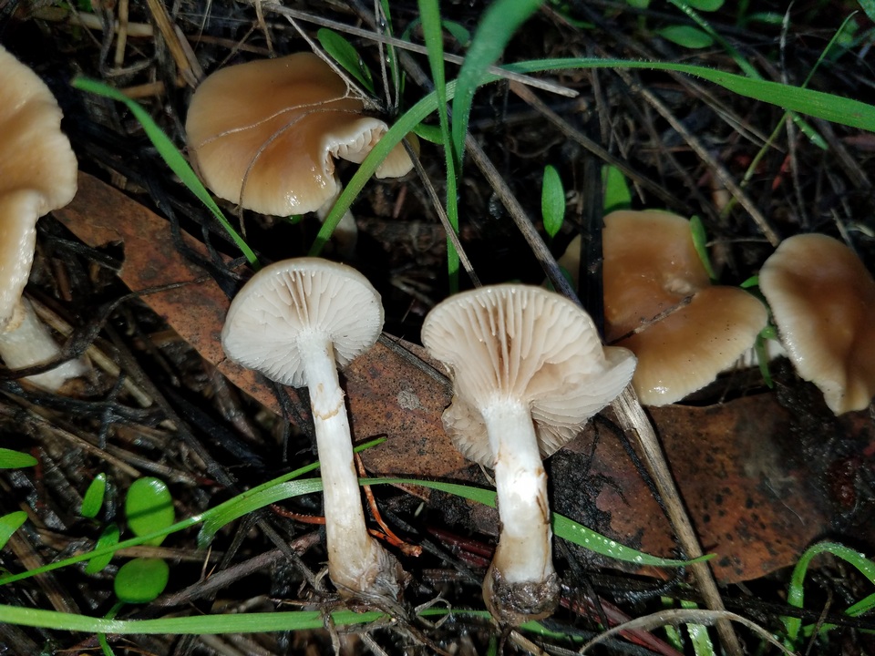 Meottomyces image