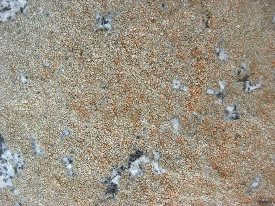 Aspicilia pacifica image