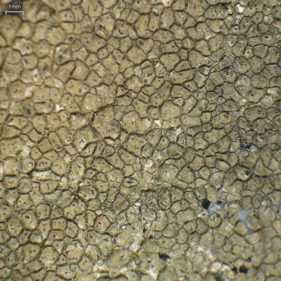 Aspicilia pacifica image