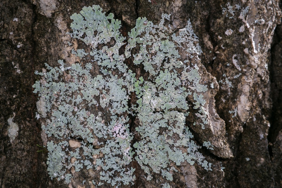 Physcia atrostriata image