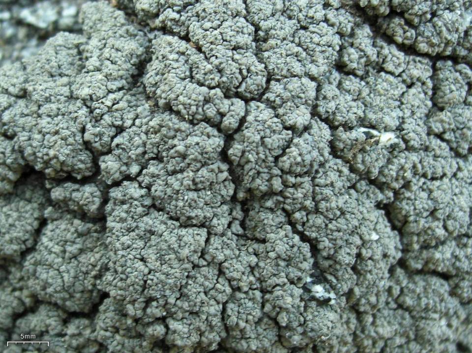 Trapeliopsis steppica image