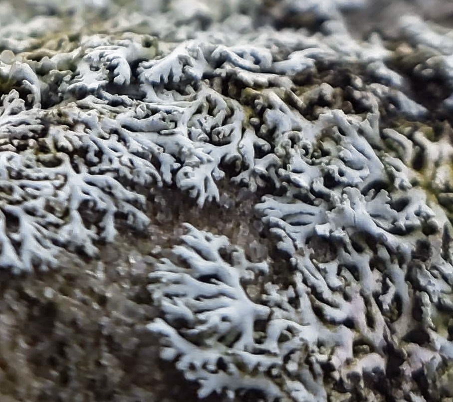 Physcia thomsoniana image