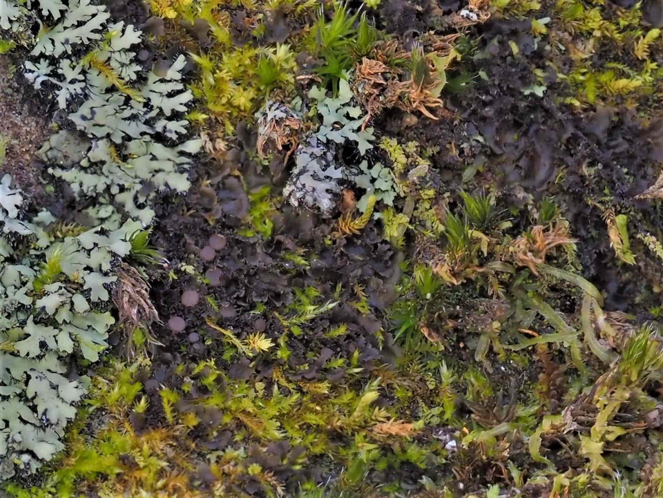 Leptogium dactylinum image