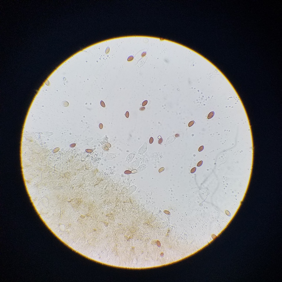 Conocybe semiglobata image