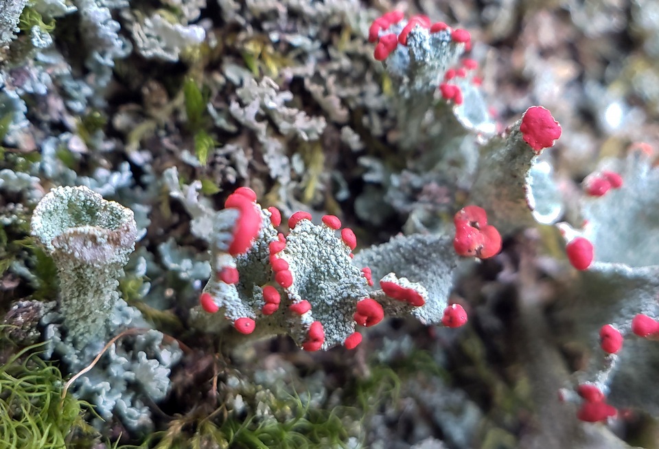 Cladonia borealis image