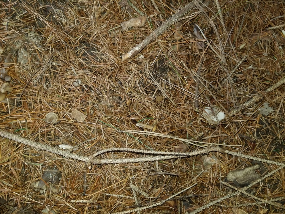 Clitocybe coniferophila image