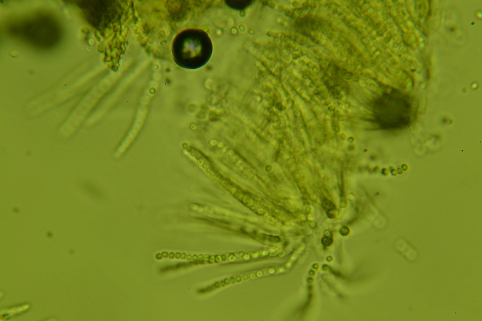 Trichoderma citrinoviride image