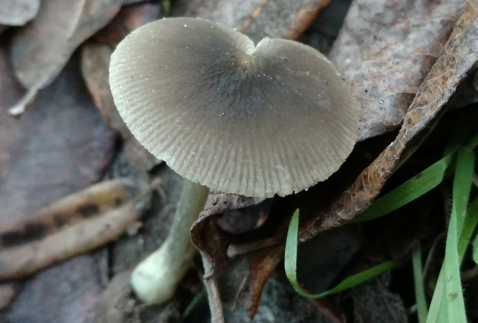 Pluteus californicus image
