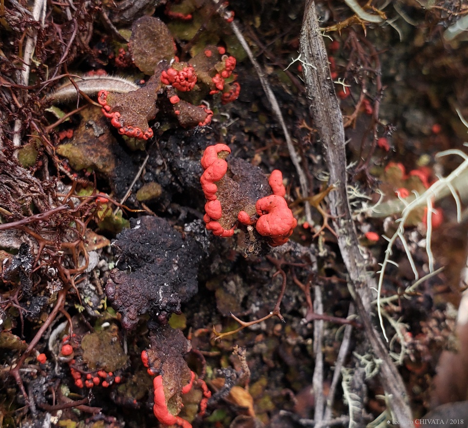 Cladonia lopezii image