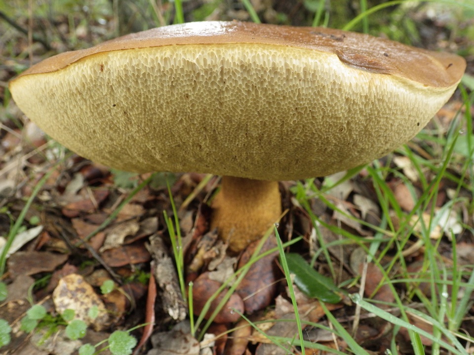 Leccinellum lepidum image
