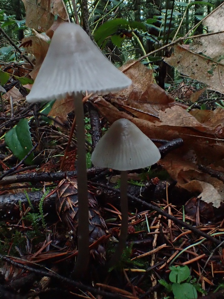 Mycena parabolica image