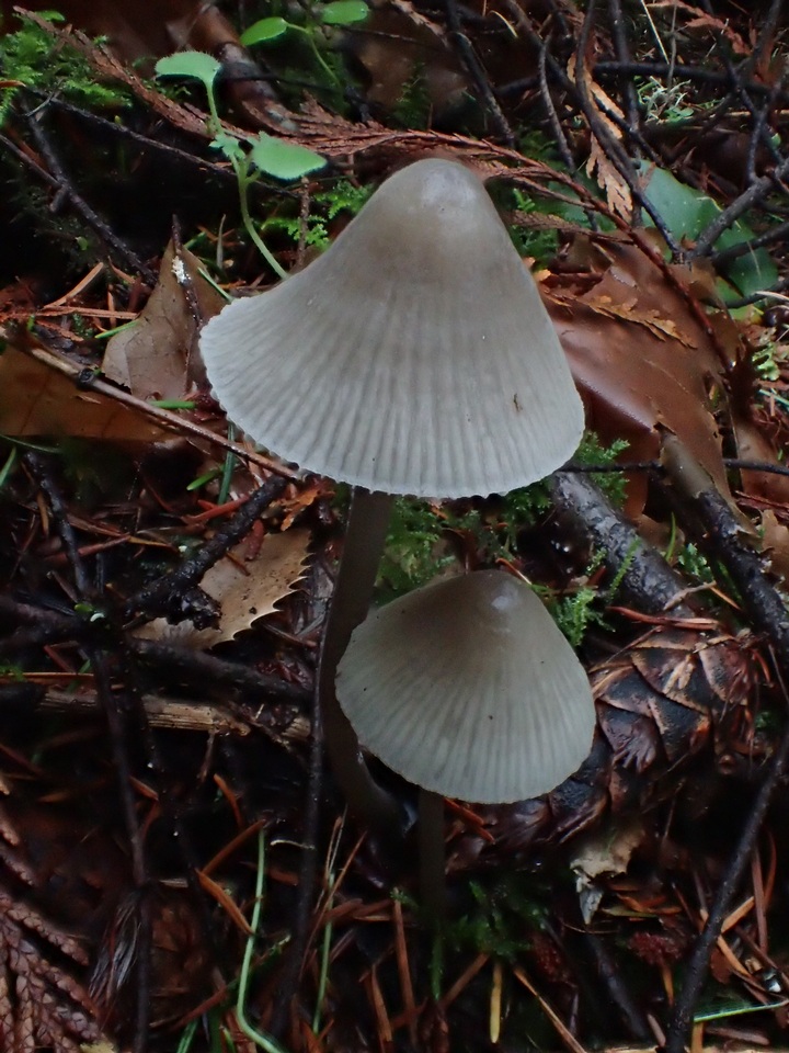 Mycena parabolica image