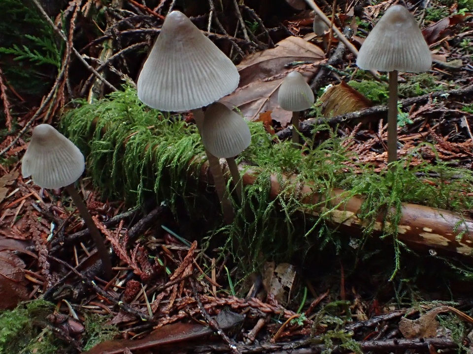 Mycena parabolica image