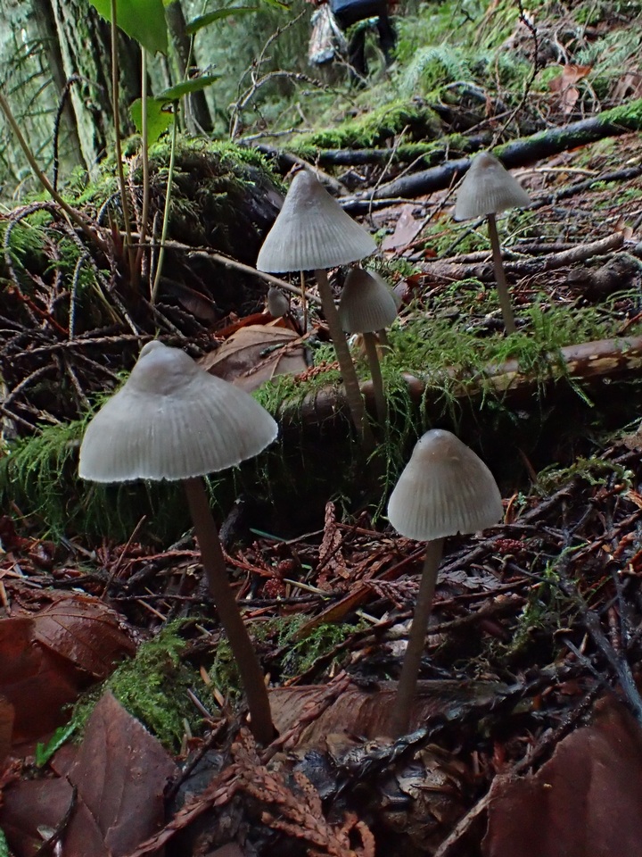 Mycena parabolica image