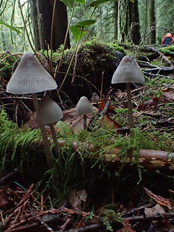 Mycena parabolica image