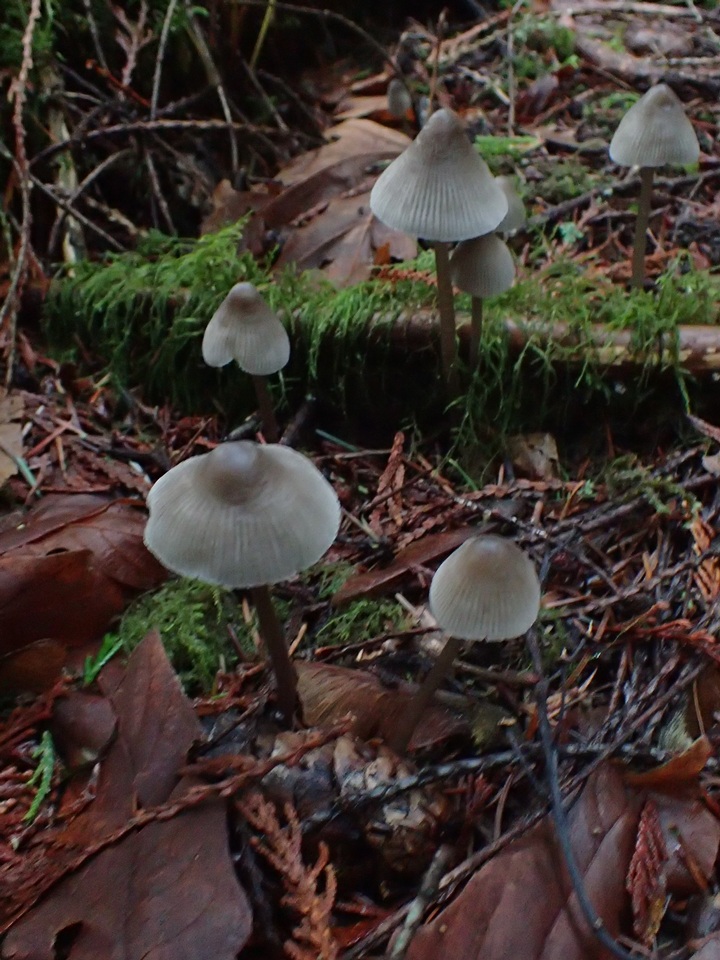 Mycena parabolica image