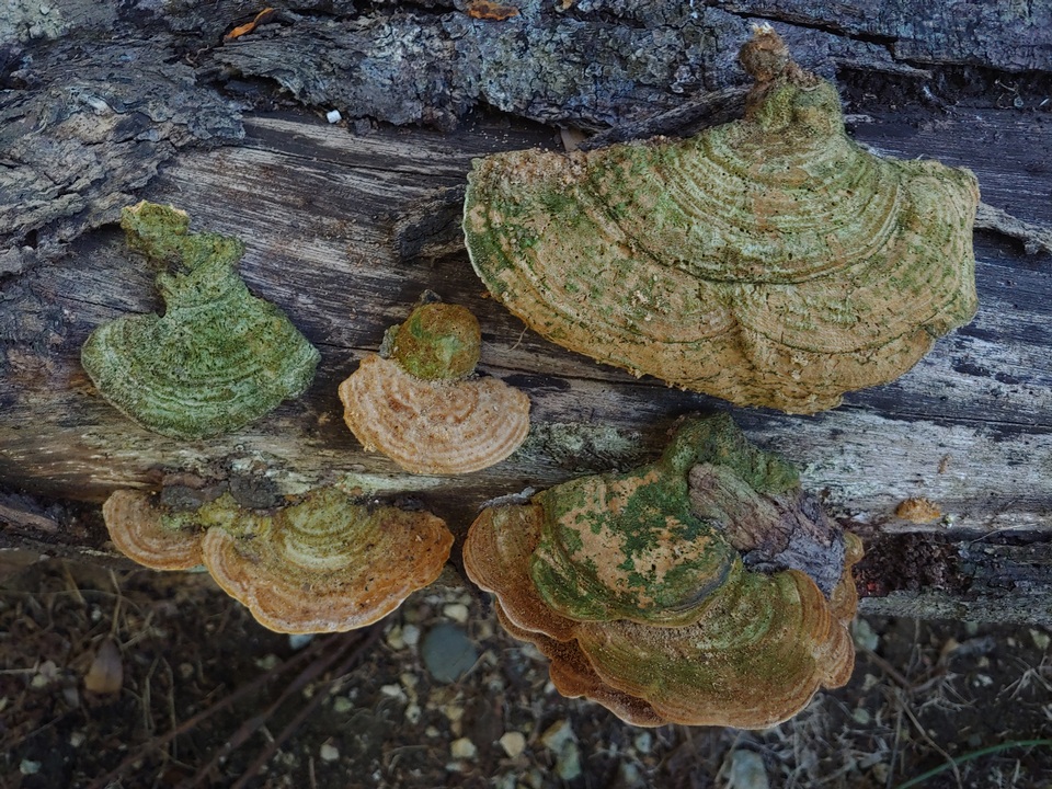 Funalia polyzona image