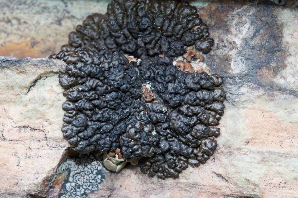 Melanelia tominii image