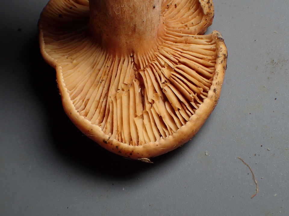 Lactarius luculentus image