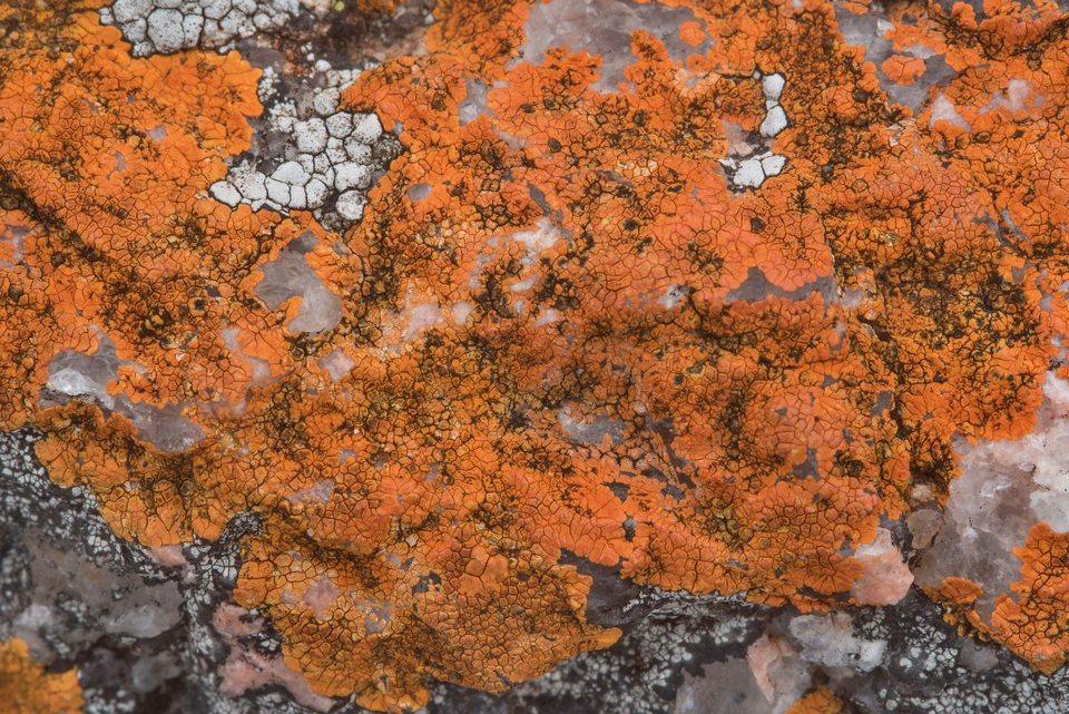 Caloplaca appressa image