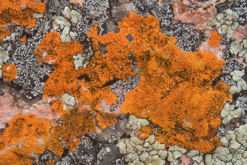 Caloplaca appressa image