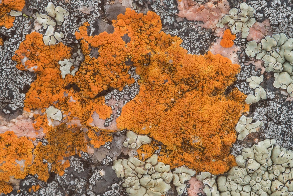 Caloplaca appressa image