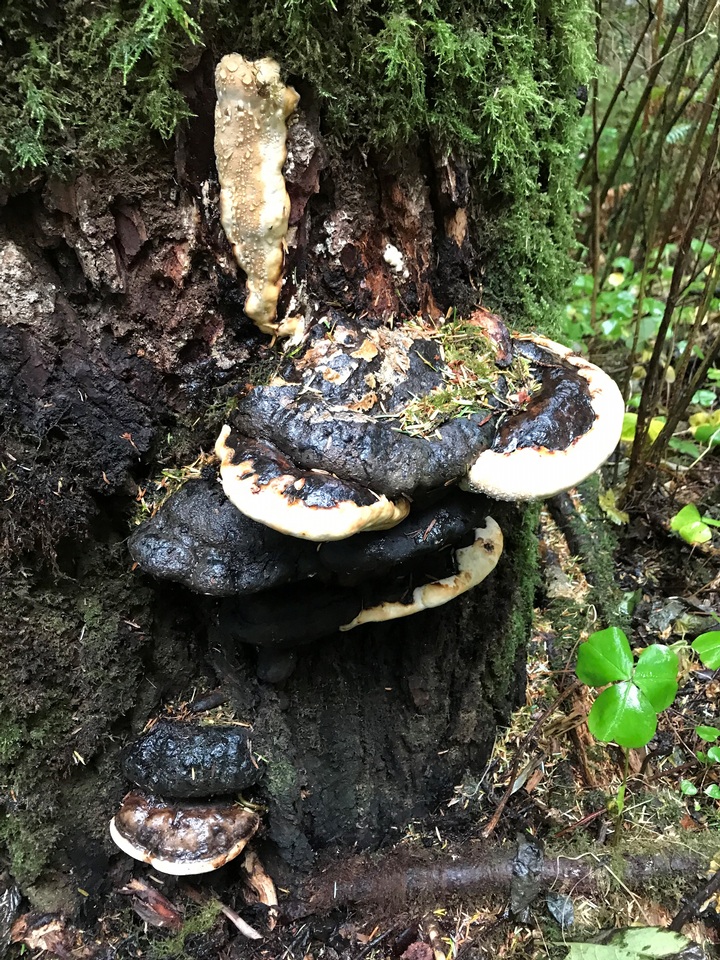 Fomitopsis mounceae image