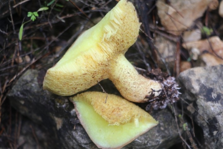 Suillus collinitus image