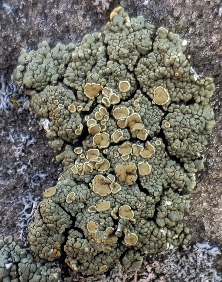 Lecanora opiniconensis image