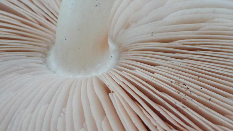 Pluteus pouzarianus image