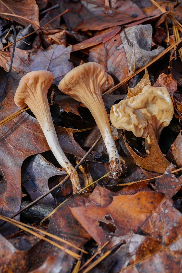Clavariadelphus unicolor image